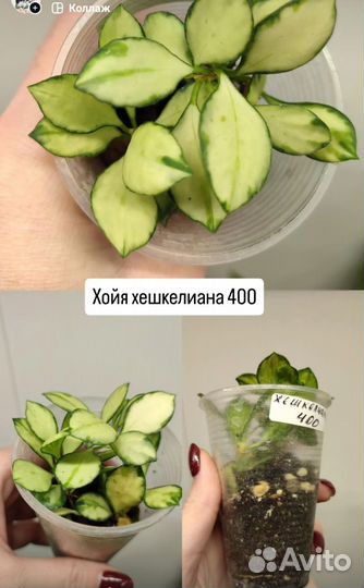 Хойя Пахиклада Каудата Латифолия