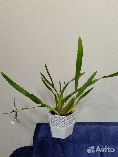 Beallara Peggy Ruth Carpenter