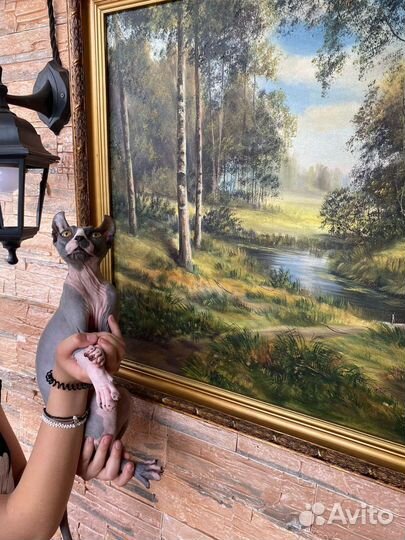 Канадский сфинкс эльф