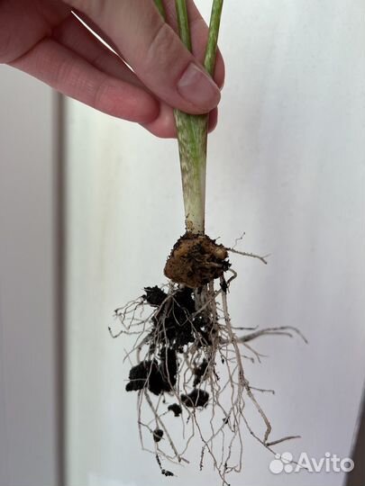 Комнатные цветы калла