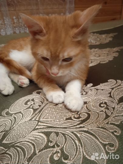 Котенок девочка в добрые руки