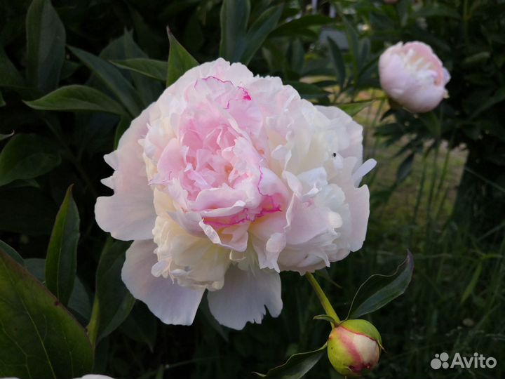 Пионы (корни) в наличии