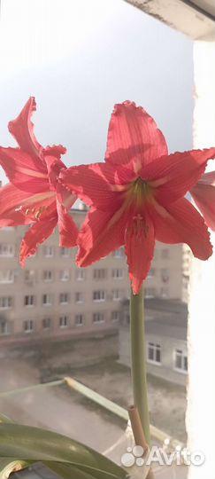 Дендробиум