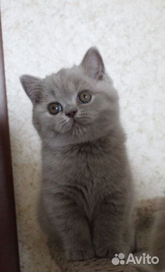 Британские котята