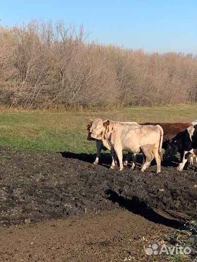 Бычки и быки