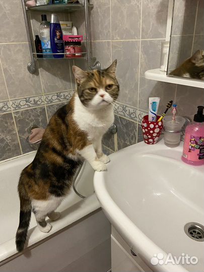 Шотландская кошка