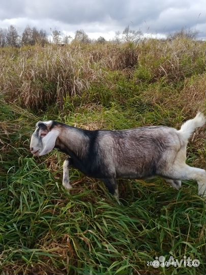 С/х животные