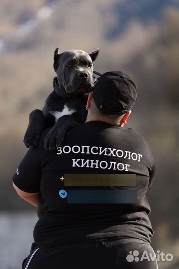 Зоопсихолог Дрессировка Воспитание собак с выездом