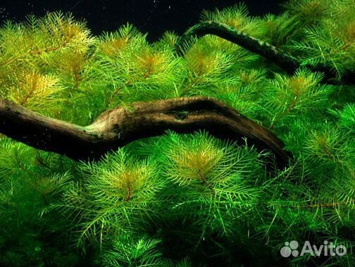 Перистолистник матогросский, зелёный