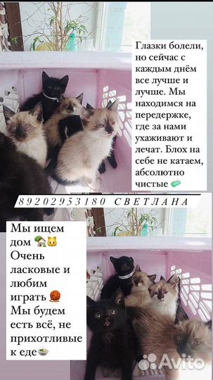 Котята в добрые руки