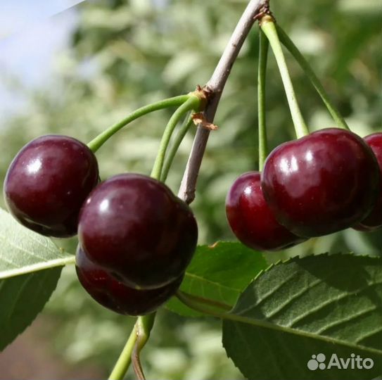 Вишня саженцы