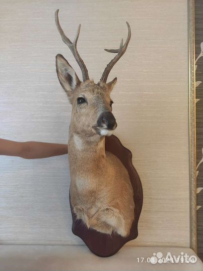 Чучело косули