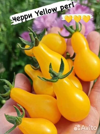 Семена коллекционных томатов черри