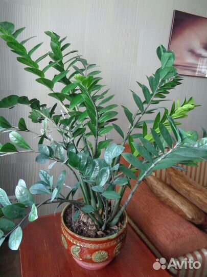 Замиокулькас