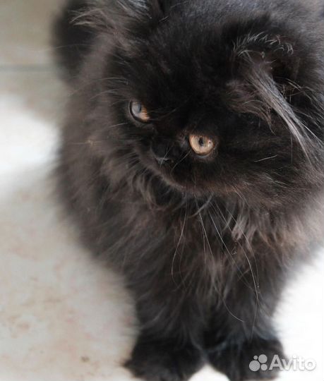 Персидский кот
