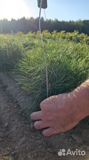 Саженцы сосны и ели окс оптом