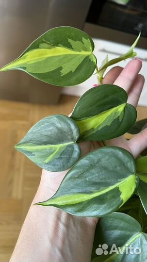 Филодендрон сканденс бразил