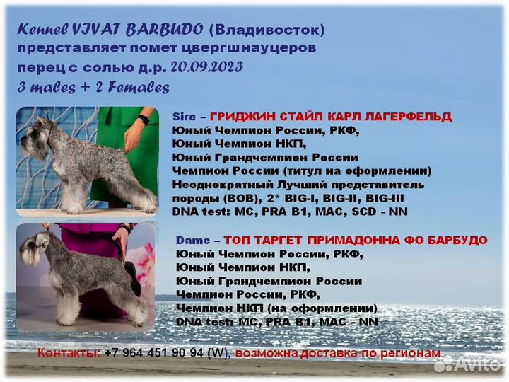 Цвергшнауцер щенок