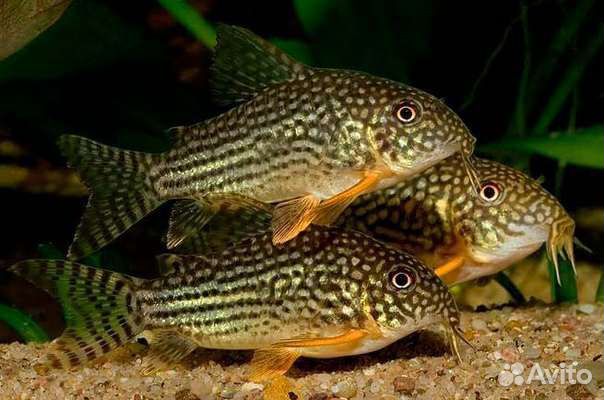 Аквариумные рыбки из домашней разводни