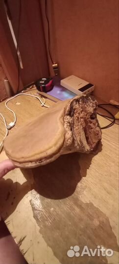 Гриб трутовик
