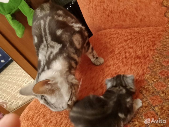 Котятки в добрые руки