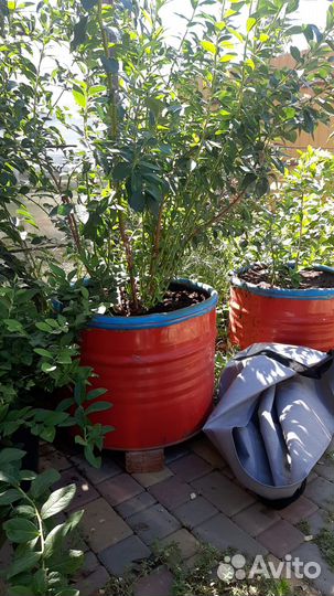 Черника голубика саженцы 3х летние