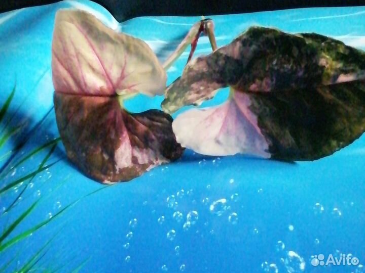 Сингониум клубничный лед galaxy