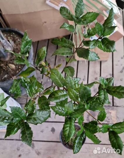 Дуб каменный вечнозеленый