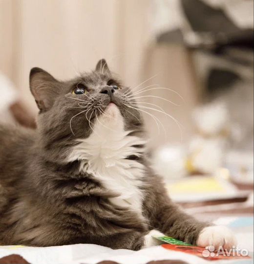 Пушистая красавица кошка Бель в добрые руки