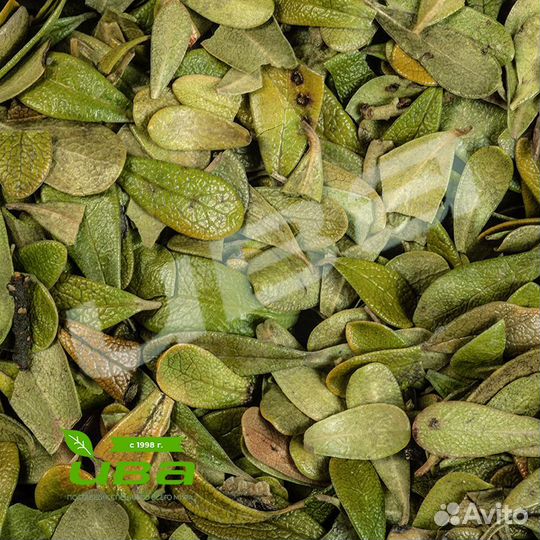 Толокнянка лист цельный оптом