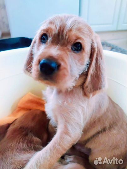 Бретонский бассет