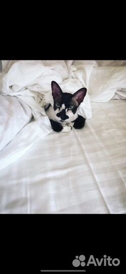 Канадский сфинкс