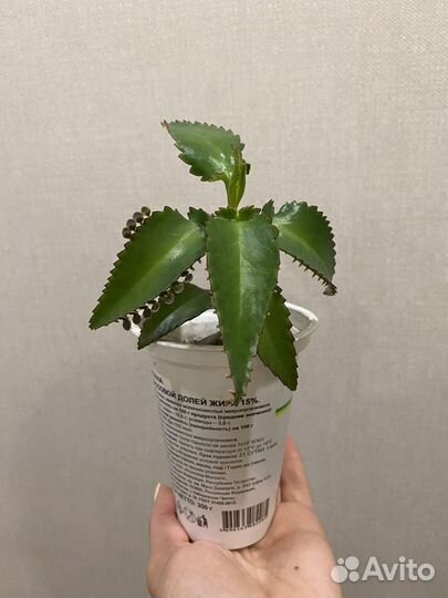 Каланхоэ лечебный