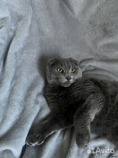 Шотландские вислоухие котята серые