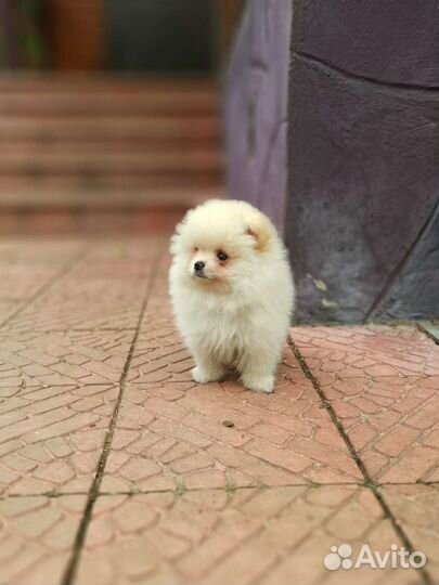 Кремовый мальчишка РКФ