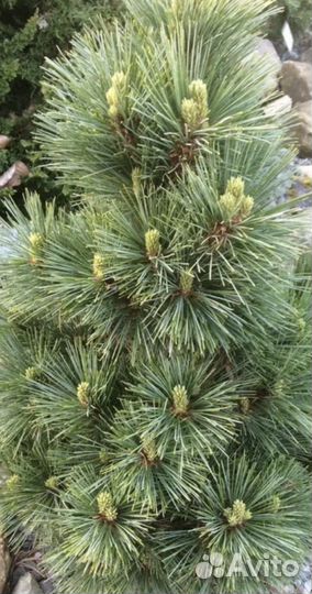 Семена сосна румелийская