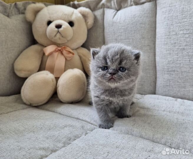 Британские котята