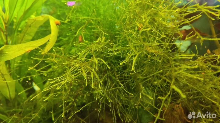 Мох Павлиний