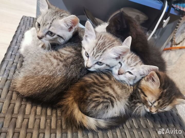 Кошка в дар бесплатно