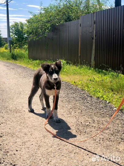 Щенок мальчик Барон 4 мес ищет семью