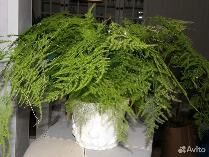 Аспарагус перистый