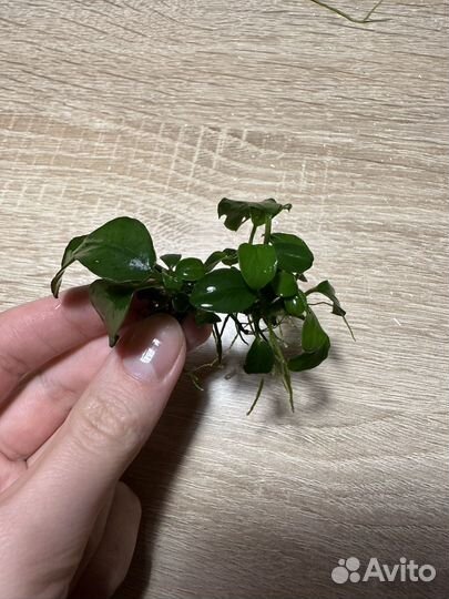 Аквариумные растения