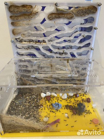 Муравьиная ферма большая