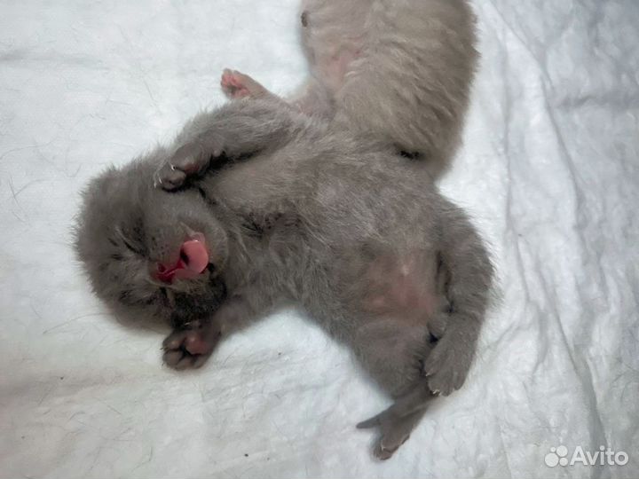 Британские котята короткошерстные