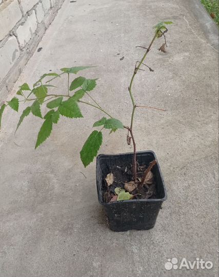 Саженцы ежевики