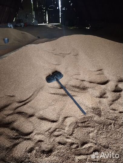 Зерно пшеница