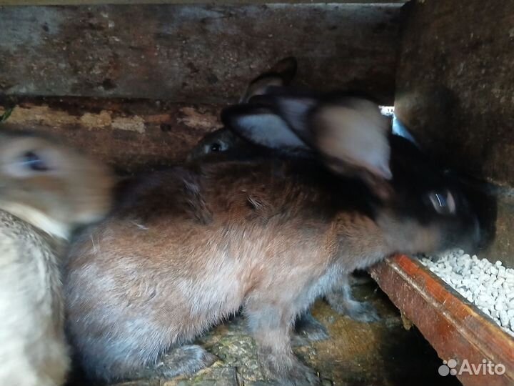 Кролики мясных пород великаны