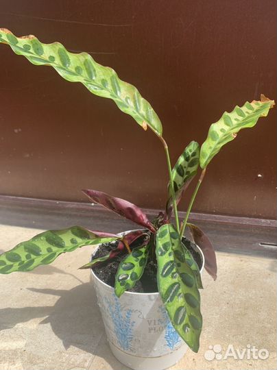 Калатея лансифолия