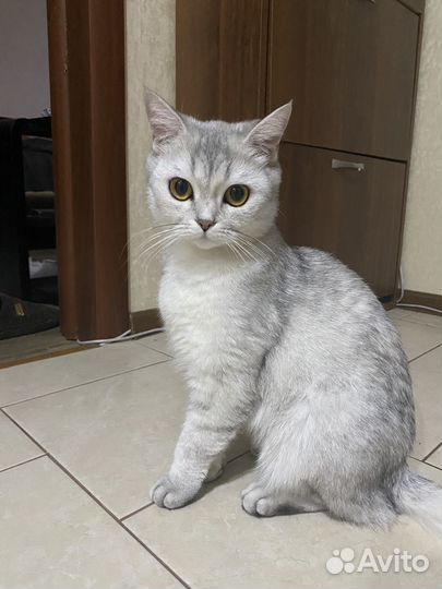 Кошка для вязки
