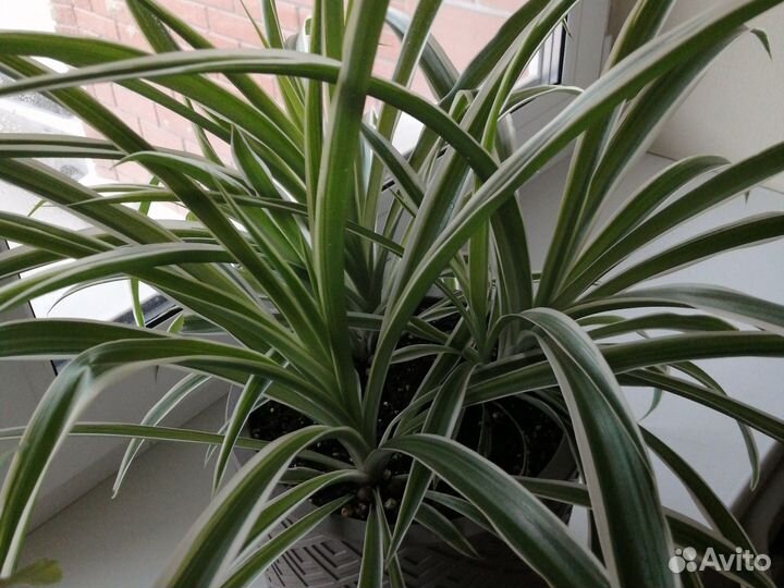 Хлорофитум океан